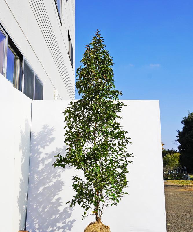 bjwd11-21★ 常緑ヤマボウシ赤花「サマーレッドペイジ」高さ2.1ｍ　不在置き了承商品