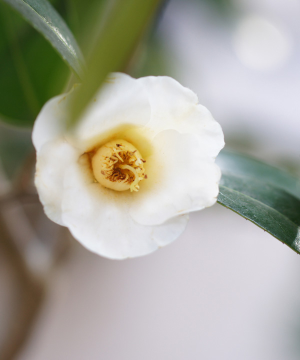 ツバキ「ワビスケ」白花　高さ30㎝程度