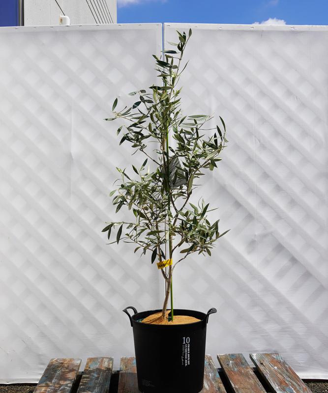 coja21-11鉢植えオリーブ「カロレア」 高さ1.1m（全高1.4m程度）ポットサイズ10号