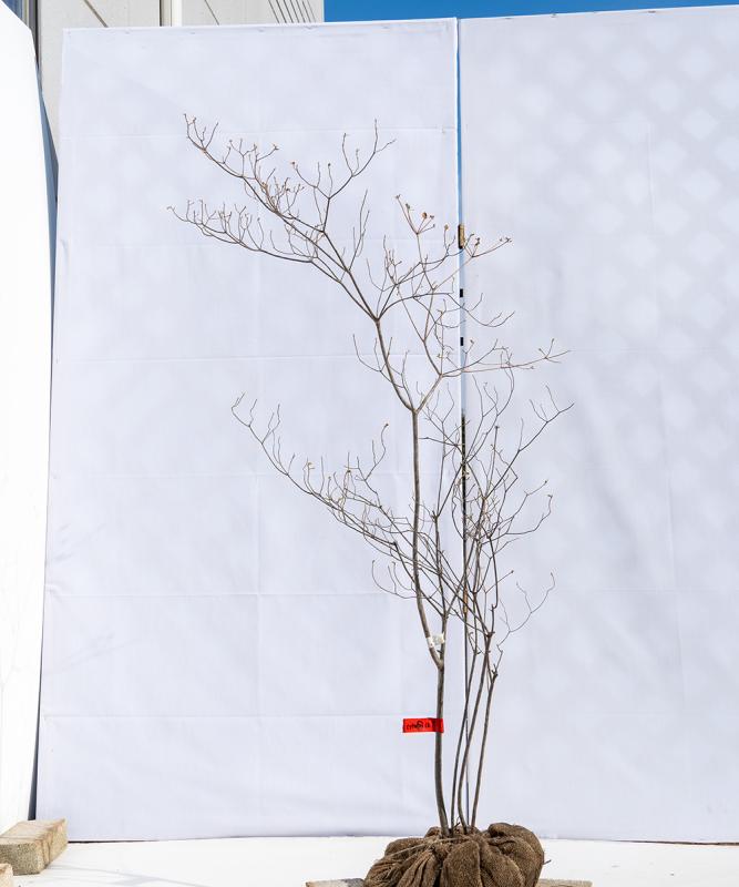 cyta74-12【山採り】バイカツツジ　高さ1.2ｍ程度　不在置き了承商品