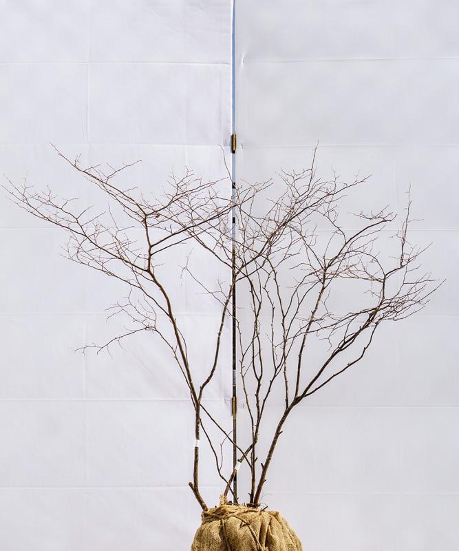 cntd3-10【山採り】ナツハゼ　高さ1.0m　不在置き了承商品