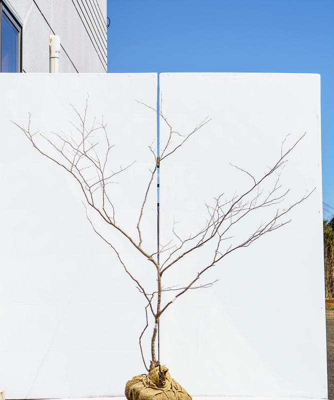 cntd78-15【山採り】ナツハゼ　高さ1.5m　不在置き了承商品