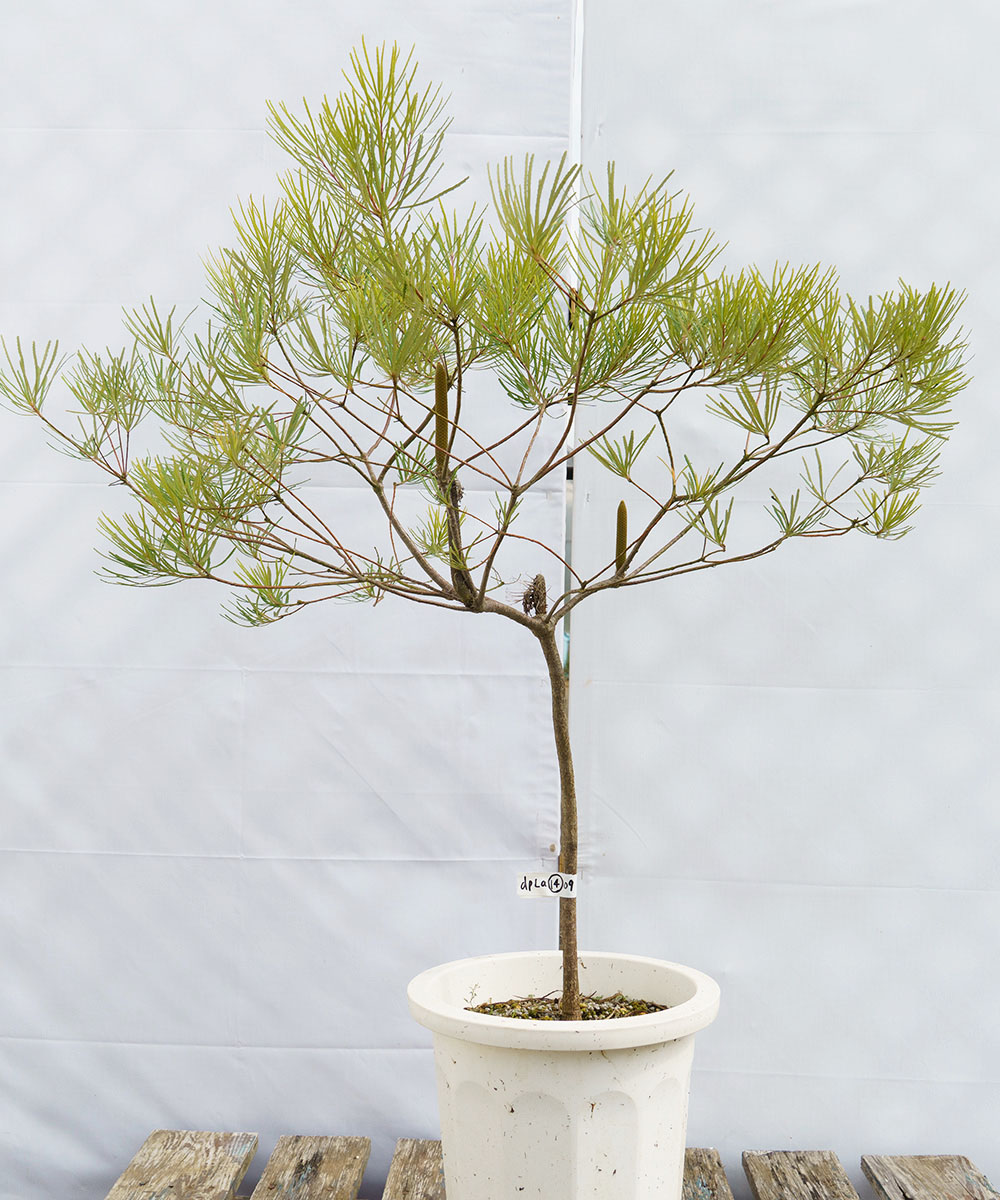 dpla14-09 花芽付バンクシア「ヘアピン」 高さ90㎝鉢含まず（10号鉢）不在置き了承商品