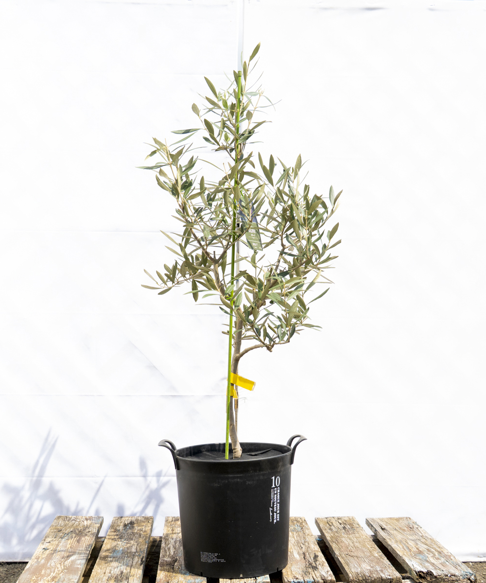 dola3-11鉢植えオリーブ「カロレア」 高さ1.1m（全高1.4m程度）ポットサイズ10号