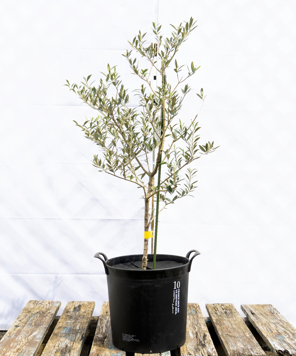 dola4-09 鉢植えオリーブ「セントキャサリン」 高さ0.9m（全高1.2m程度）ポットサイズ10号