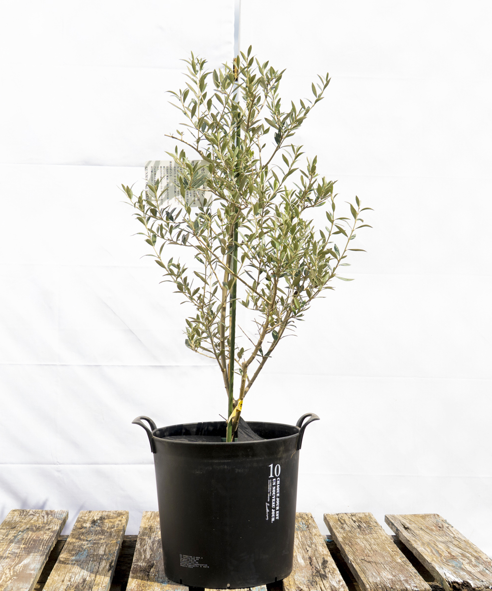 dola6-09 鉢植えオリーブ「セントキャサリン」 高さ0.9m（全高1.2m程度）ポットサイズ10号