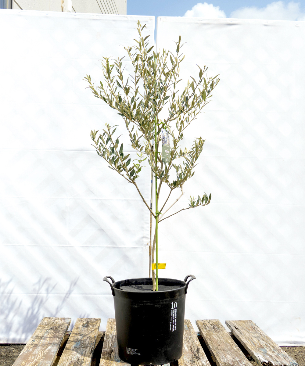 dola7-11 鉢植えオリーブ「カヨンヌ」 高さ1.1m（全高1.4m程度）ポットサイズ10号
