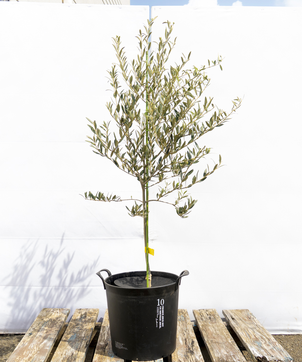 dola8-11 鉢植えオリーブ「カヨンヌ」 高さ1.1m（全高1.4m程度）ポットサイズ10号