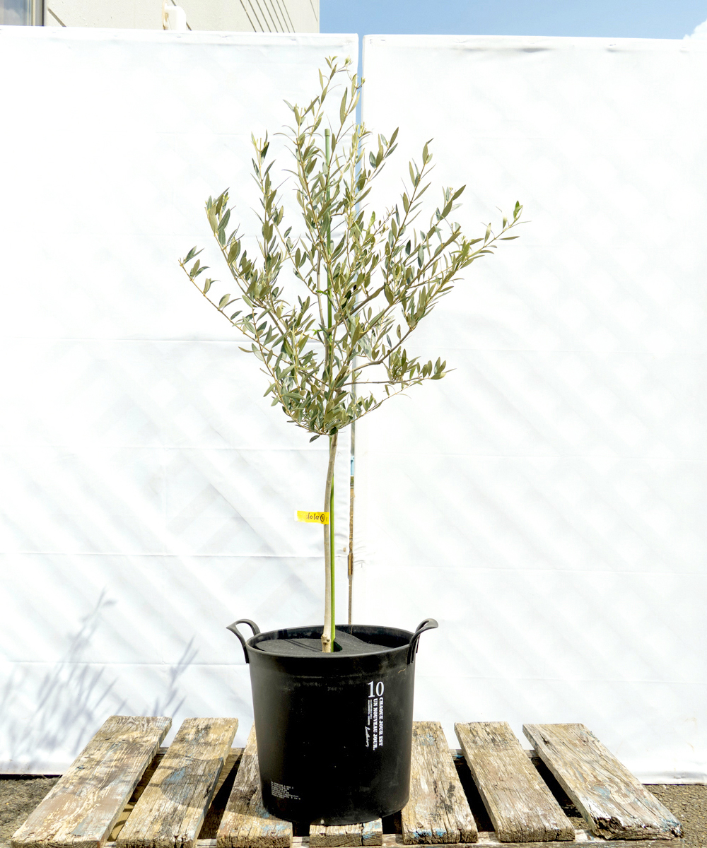 dola9-11 鉢植えオリーブ「カヨンヌ」 高さ1.1m（全高1.4m程度）ポットサイズ10号