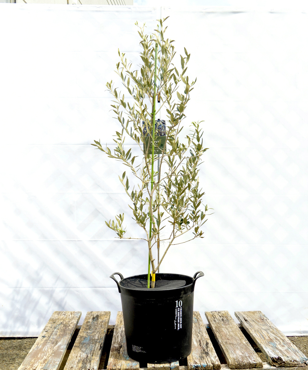dola11-11 鉢植えオリーブ「カヨンヌ」 高さ1.1m（全高1.4m程度）ポットサイズ10号