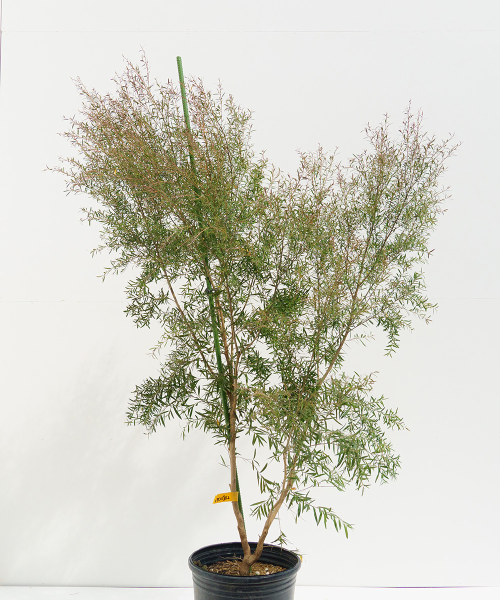 レプトスペルマム・カッパーグロウ① オージープランツ・ティツリー レプトスペルマム・カッパーグロウ① オージープランツ