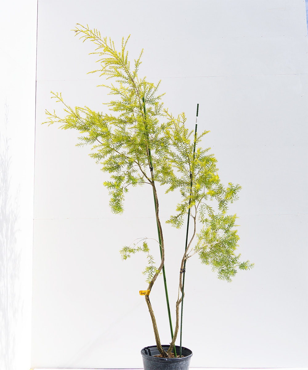 メラレウカ　レボリューションゴールド メラレウカ レボリューションゴールド | フラワーパークかごしま