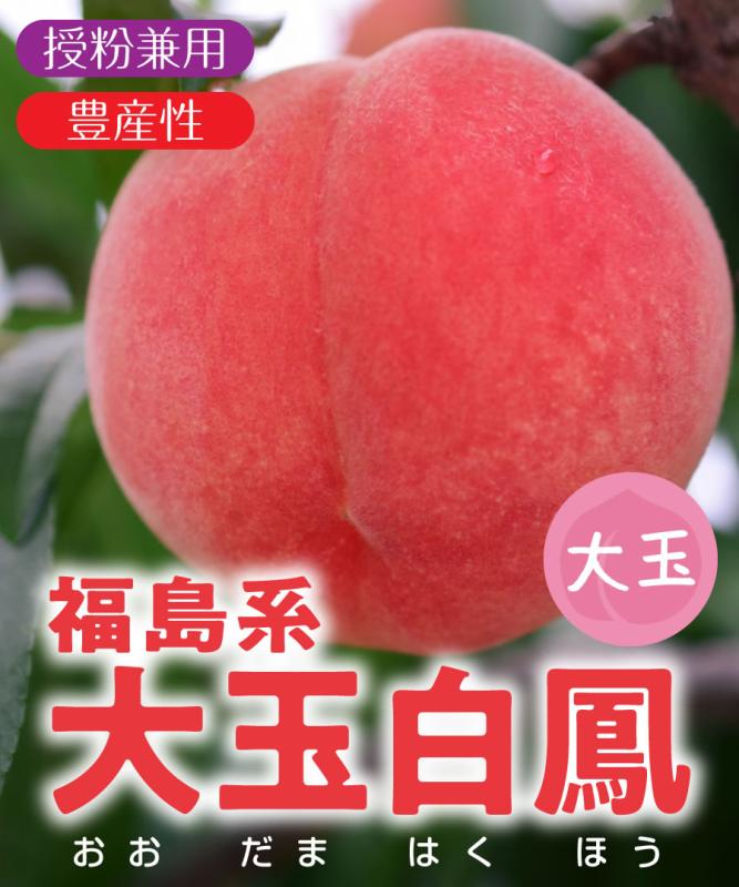 【桃苗木】【2年生苗】福島系大玉白鳳  高さ50cm程度