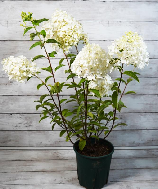ノリウツギ「シルバーダラー」　樹高30cm～50cm　※2022年度のお花は終了しています
