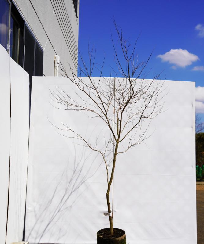 asna5-15  セイヨウニンジンボク青花　高さ1.5ｍ　不在置き了承商品