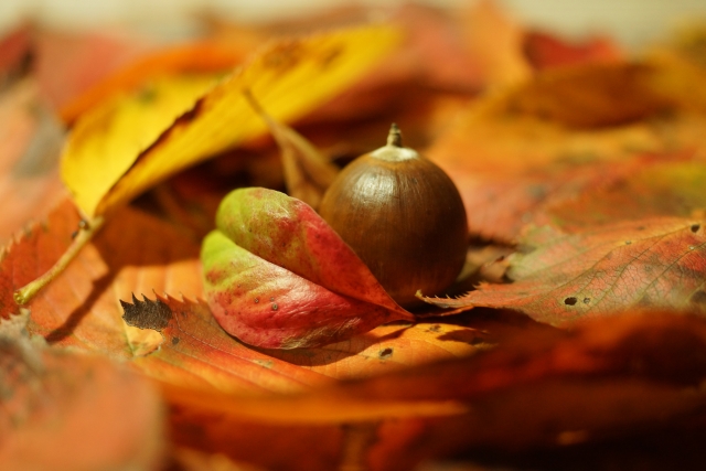 紅葉がきれいなおすすめの低木庭木:まとめ