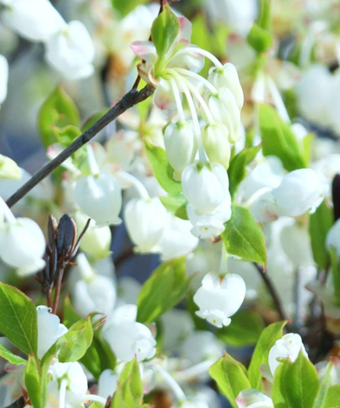 紅葉がきれいなおすすめの低木庭木:ドウダンツツジ花