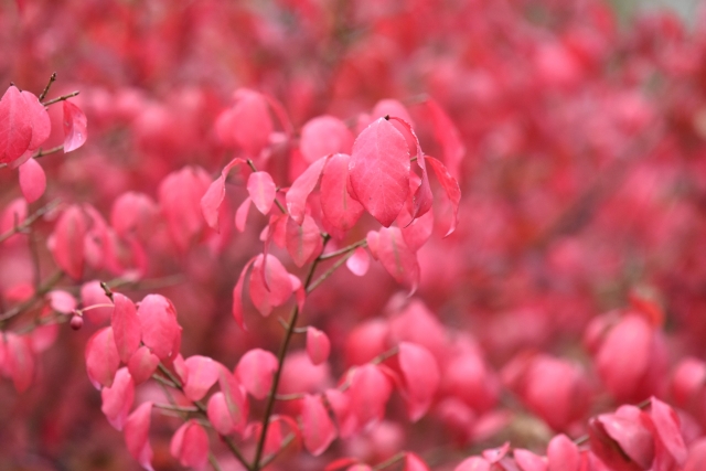 紅葉がきれいなおすすめの低木庭木:コマユミ紅葉