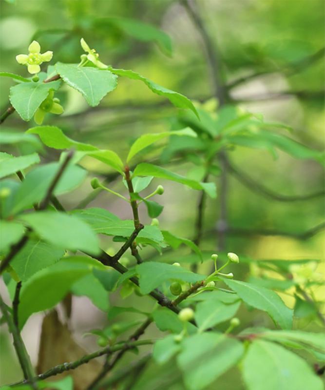 紅葉がきれいなおすすめの低木庭木:コマユミ花