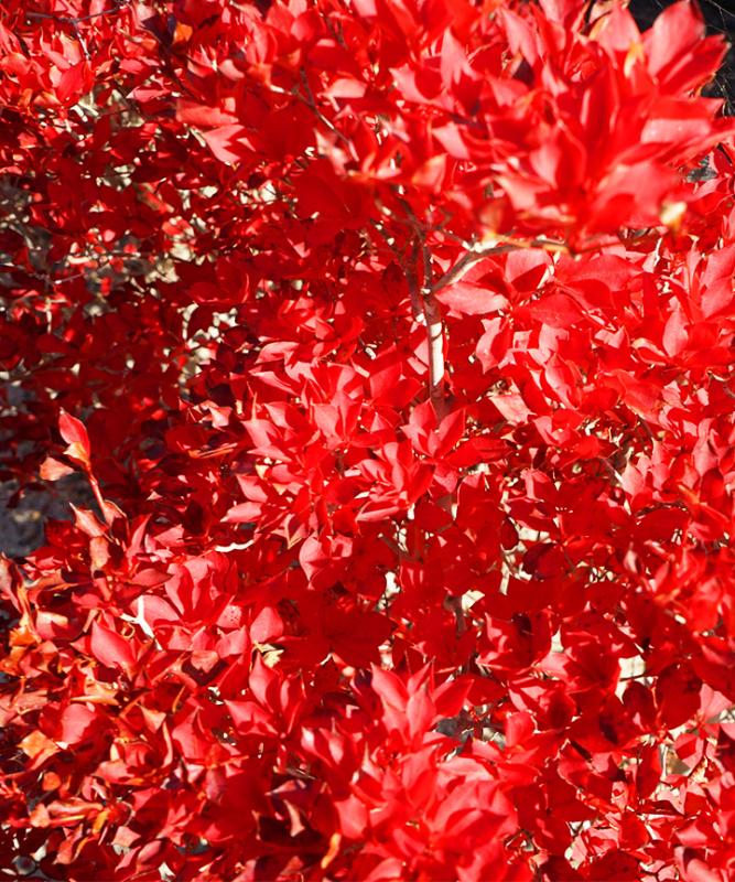 紅葉がきれいなおすすめの低木庭木:ドウダンツツジ紅葉