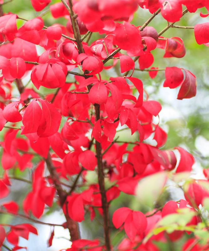 紅葉がきれいなおすすめの低木庭木:ニシキギ紅葉