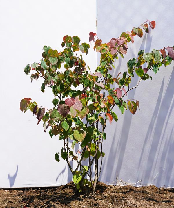 紅葉がきれいなおすすめの低木庭木:マルバノキ