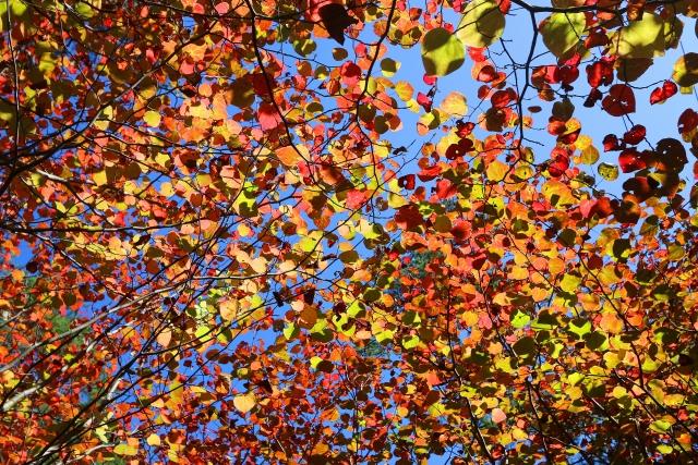 紅葉がきれいなおすすめの低木庭木:マルバノキ紅葉
