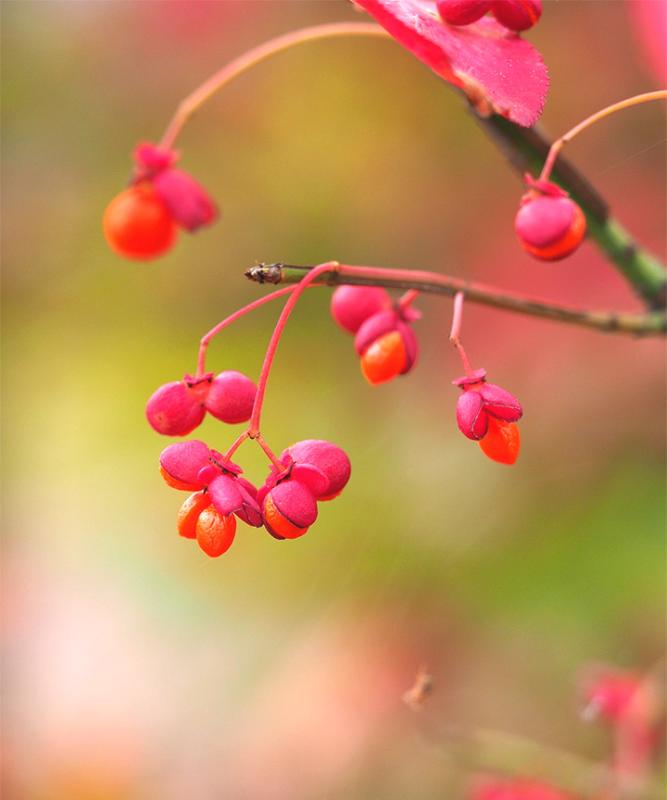 紅葉がきれいなおすすめの低木庭木:ニシキギ実