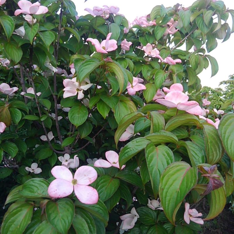 落葉四季咲きヤマボウシ:アトラスピンクガク 春の花