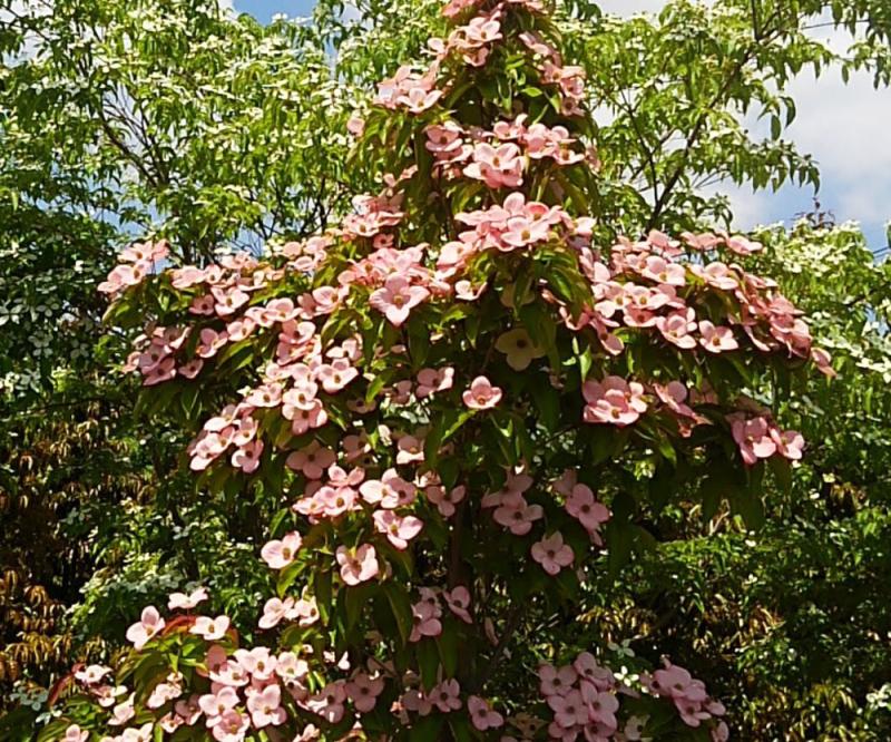 落葉四季咲きヤマボウシ:アップライトピンクガク 春の花