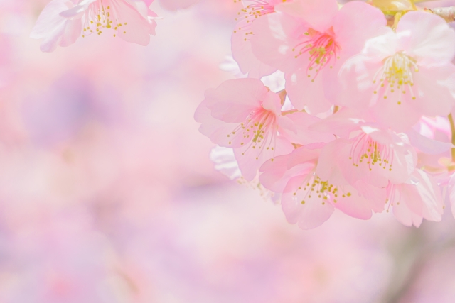 春に白やピンクの花が咲く庭木