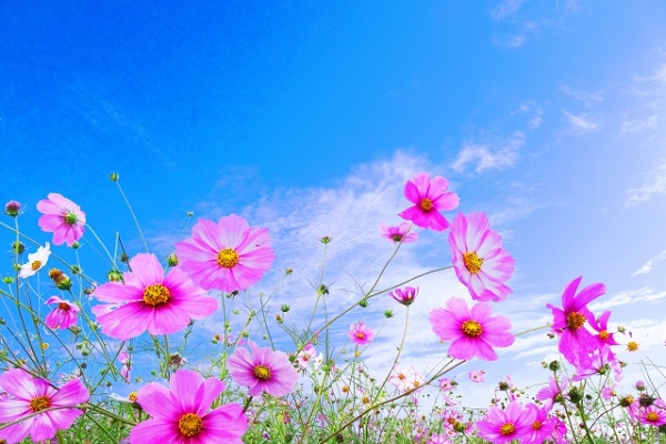 秋風に揺れるコスモス（秋桜）の楽しみ方：青空の下で美しく咲きみだれるピンク色のコスモス