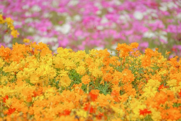 秋風に揺れるコスモス（秋桜）の楽しみ方：キバナコスモスとコスモスセンセーション