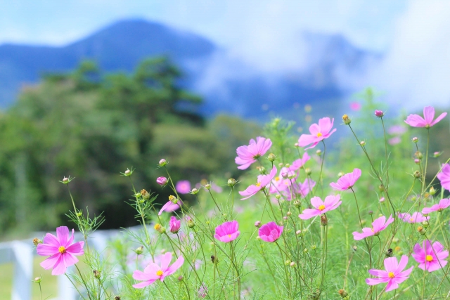 秋風に揺れるコスモス（秋桜）の楽しみ方：大自然の中で咲くピンク色のコスモス