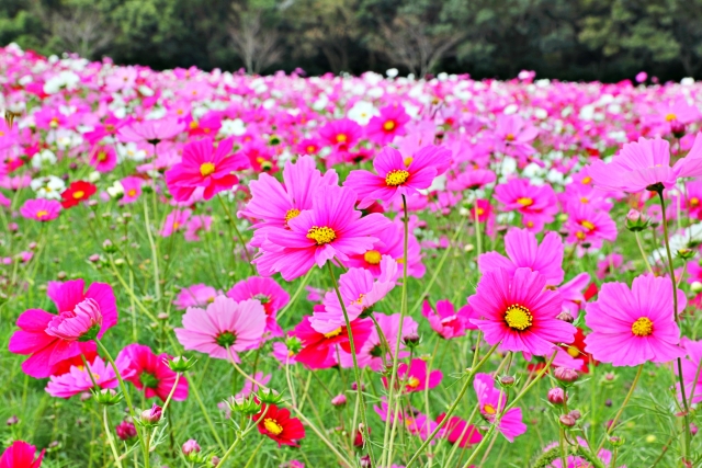 秋風に揺れるコスモス（秋桜）の楽しみ方：白とピンク色のコスモス畑