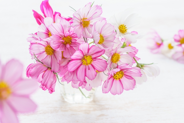 秋風に揺れるコスモス（秋桜）の楽しみ方：花瓶に生けたコスモスピコティ