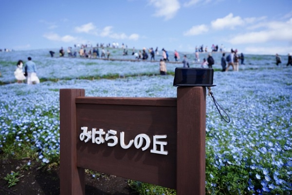 秋風に揺れるコスモス（秋桜）の楽しみ方：見晴らしの丘のネモフィラ
