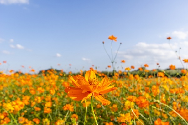 秋風に揺れるコスモス（秋桜）の楽しみ方：爽やかな空とキバナコスモス畑