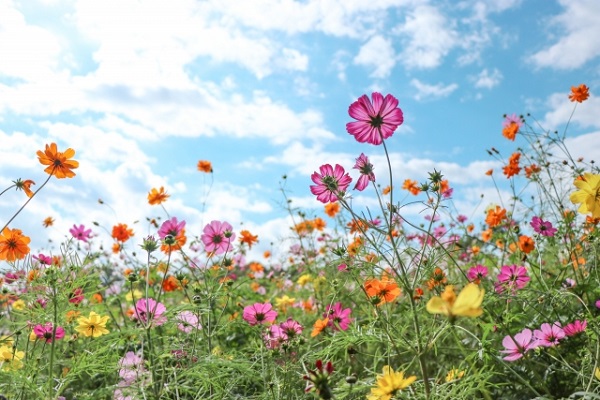秋風に揺れるコスモス（秋桜）の楽しみ方：色とりどりのコスモス畑と青空