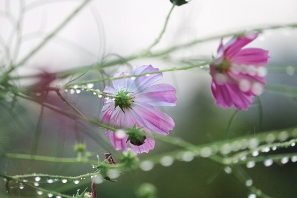 秋風に揺れるコスモス（秋桜）の楽しみ方：雨に濡れたコスモス