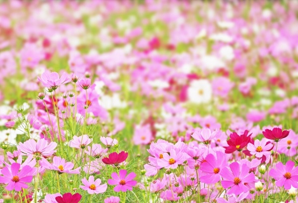 秋風に揺れるコスモス（秋桜）の楽しみ方：赤白ピンク色のコスモス畑