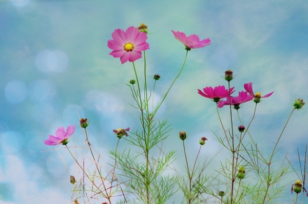 秋風に揺れるコスモス（秋桜）の楽しみ方：凛としたコスモス