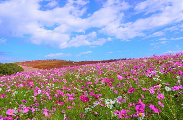 秋風に揺れるコスモス（秋桜）の楽しみ方：赤色のコキアの手前に広がるコスモス畑