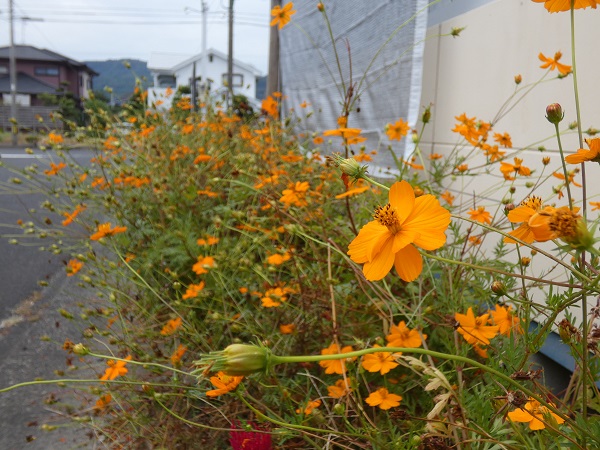 秋風に揺れるコスモス（秋桜）の楽しみ方：道路沿いに咲くキバナコスモス
