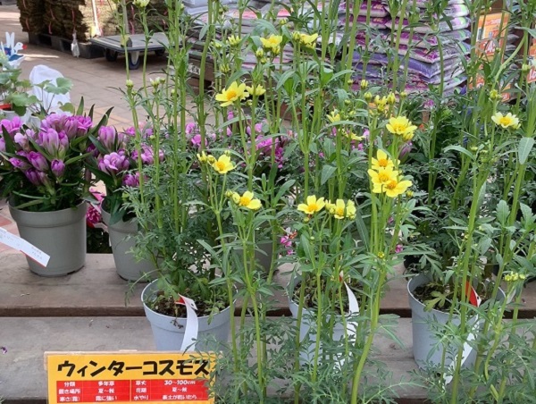 秋風に揺れるコスモス（秋桜）の楽しみ方：園芸店で見かけたウィンターコスモス
