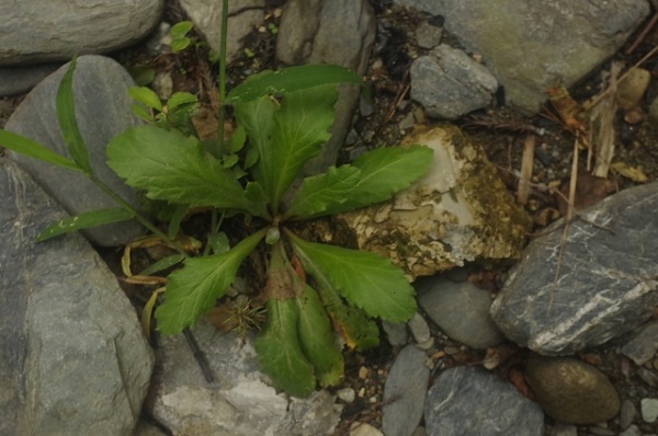 熱湯除草の効果について：ハルジオン