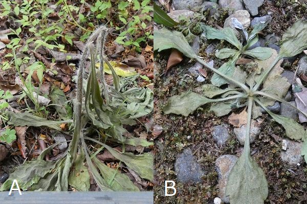 熱湯除草の効果について：枯れかけたオオアレノキクとハルジオン