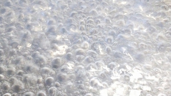 熱湯除草の効果について：沸騰して泡がぶくぶくしているお湯