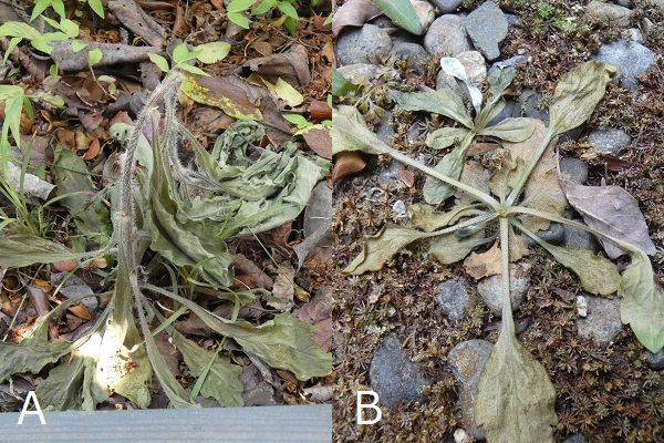 熱湯除草の効果について：枯れかけたオオアレノキクとハルジオン