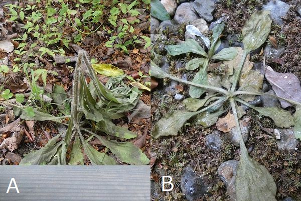 熱湯除草の効果について：枯れかけたオオアレノキクとハルジオン